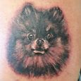 En Pomeranian-hund